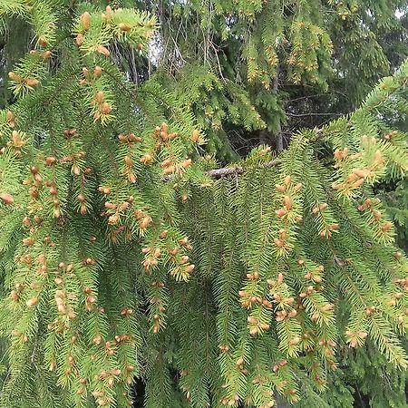 Pensiunea Gentiana Vatra Dornei Eksteriør bilde