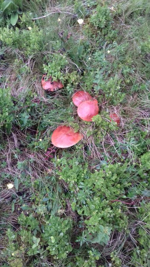 Pensiunea Gentiana Vatra Dornei Eksteriør bilde