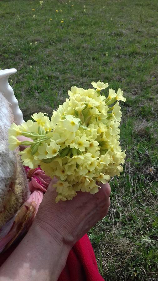 Pensiunea Gentiana Vatra Dornei Eksteriør bilde